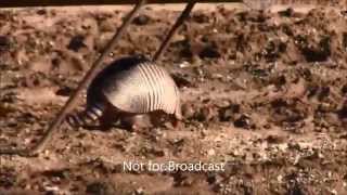 Official Armadillo Rescue from the flooded Washita river