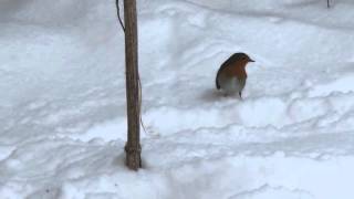 Gerard MANSET Rouge Gorge