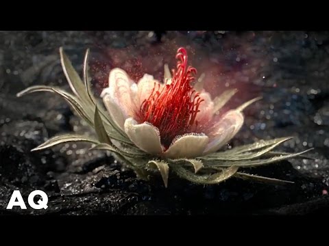 ADVANSET | VOLVIC - GIANT