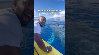 Humpback Whale In Hawaii