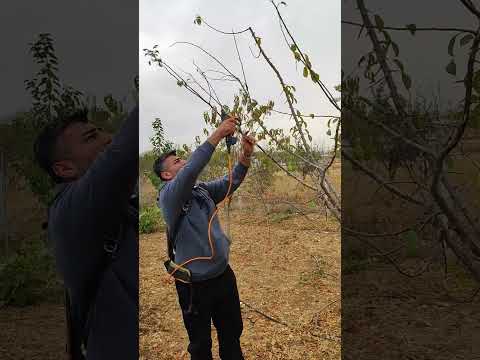 erik budaması.. can eriği. şekil budaması