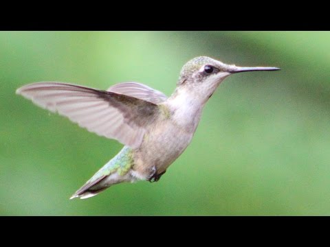 image-How do hummingbirds Hum? 