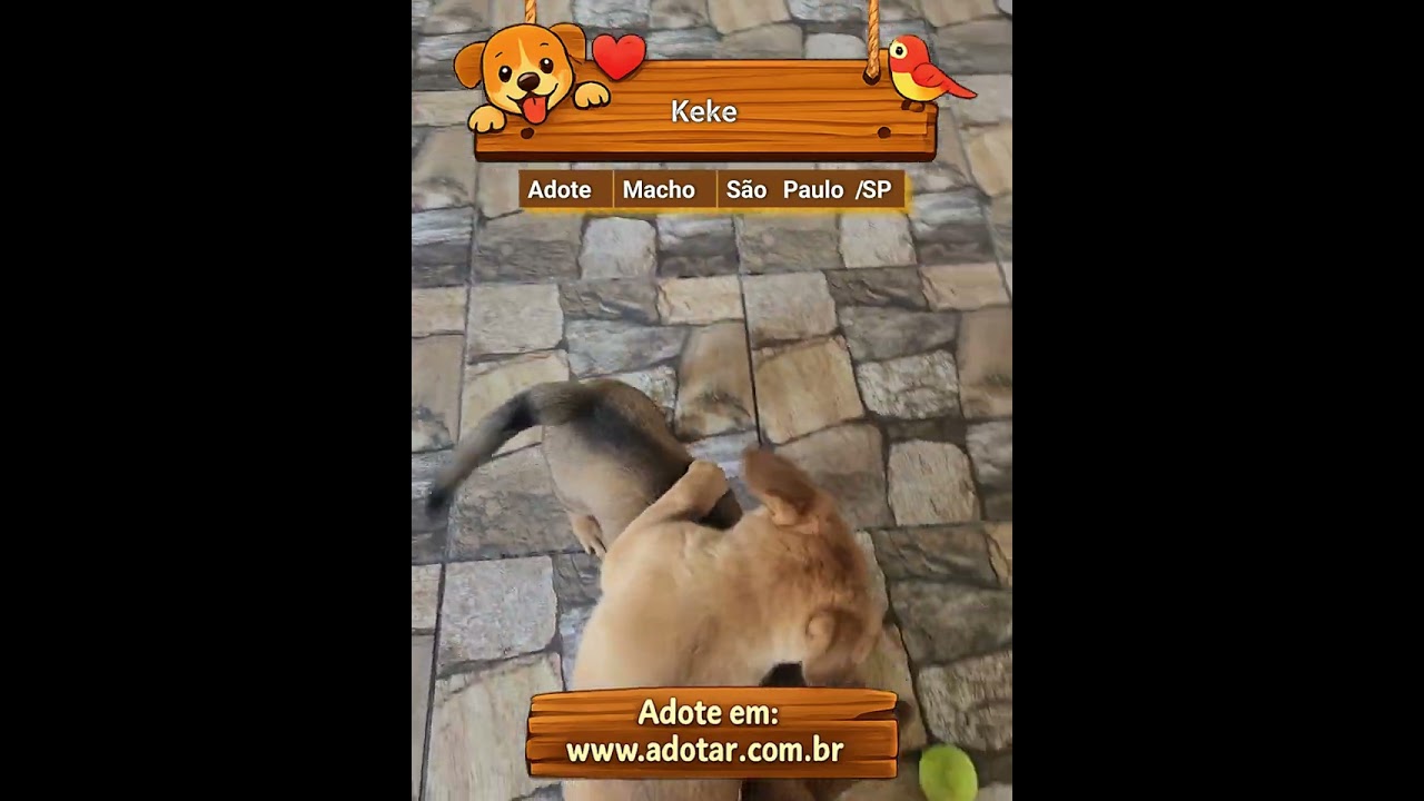 Cachorro raça SRD-ViraLata idade 2 a 6 meses nome Keke