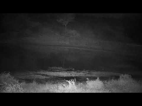 Djuma: Lone Hyena, then water splashing, running, dog barks and lion audio - 23:16 - 07/11/2022