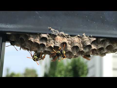 Yellow Jackets Nesting Inside a Fence in Eatontown, NJ