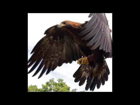 Aguila Aguile - Ivan y Gianni