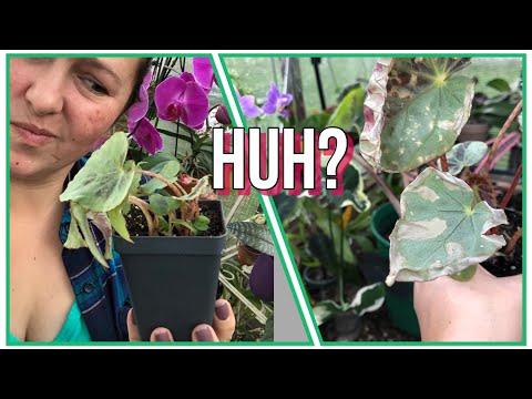 Steve’s Leaves Honest Review & Unboxing.