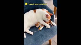 Mother cat will always protect the kitten #funnyvideos #pet #fypツ #cutecat #kitty #funnyanimals