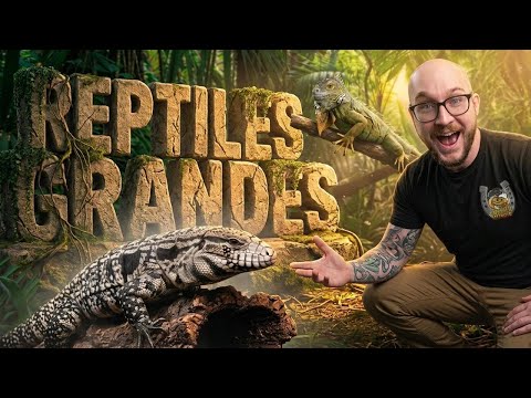 5 Large Reptiles as Pets: Care, Handling & Training Guide