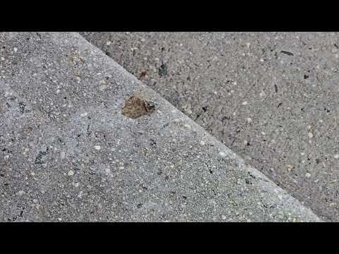 Ants Getting Under the Column in Edison, NJ