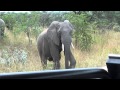 Elephant waving goodbye 