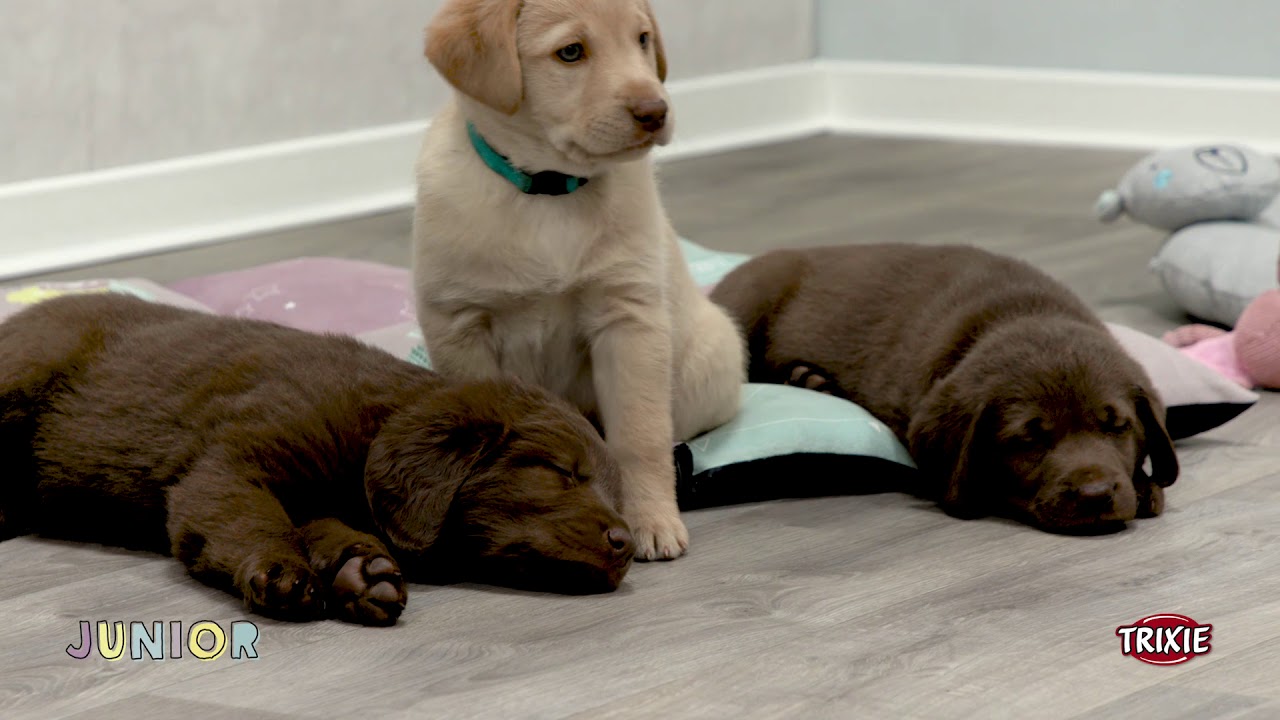 Trixie Junior Schnüffelteppich