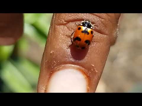 Finding bugs nature series EP1