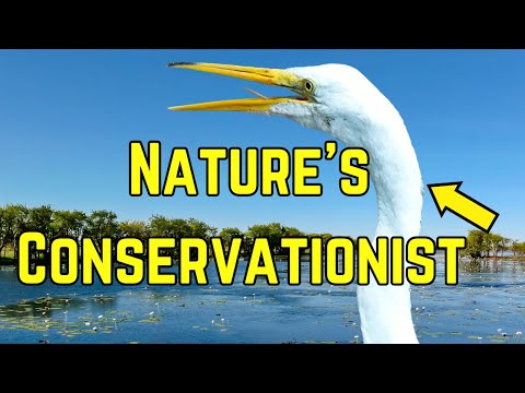 Great Egret – Identification, Behavior & Habitat | Documentary
