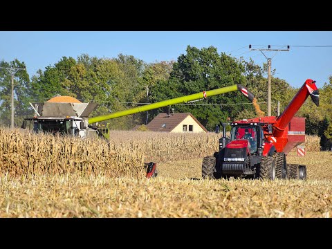 HORSCH AgroVation- CTF Corn Harvest 2019- Case Magnum 380 CVX & Horsch Titan 34 UW, Claas Lexion 780