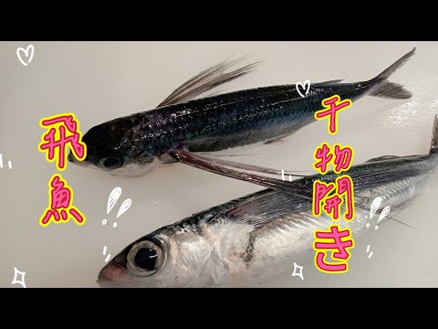 トビウオ ~種類と特徴~