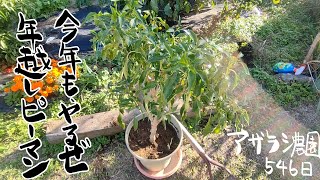 11月上旬　年越しピーマンやるぞやるぞ【アザラシ農園546日】