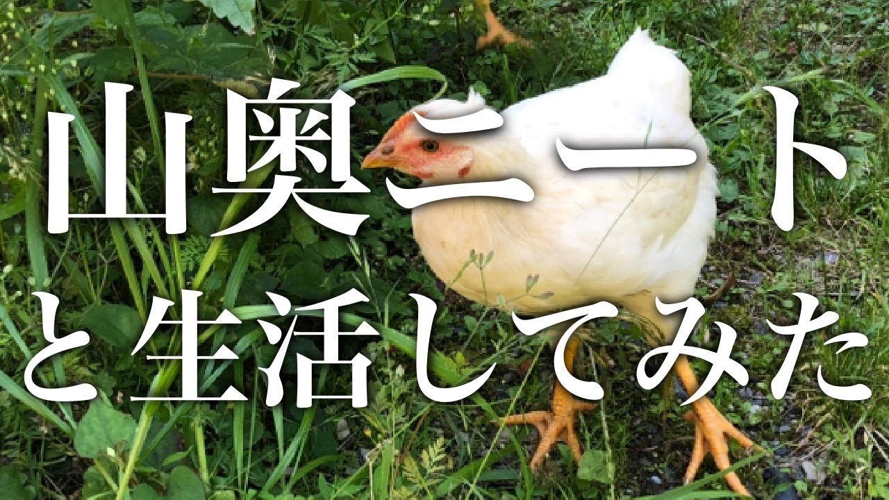 山奥で暮らす”山奥ニート達"に会いに行く Part4 -鶏を食べたり育てたり-