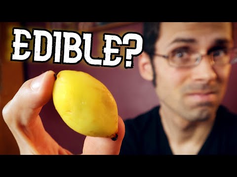 MAYAPPLE - A North American Fruit That Is Hard To Get A Hold Of (Podophyllum peltatum)