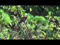 Thế giới động vật - Loài đại bàng ăn thịt khỉ vùng Orinoco, Venezuela ...