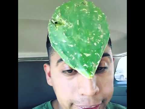 download lagu mp3 mp4 El Nopal En La Frente, download mp3 El Nopal En La Frente free download, download mp3 El Nopal En La Frente