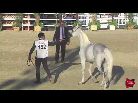 N.152 MESHRAF - 2019 Qatar Int. Peninsula show - Stallions 4 to 10 years old (Class 10)