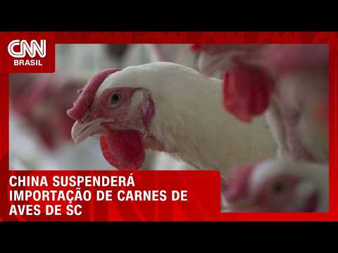 China confirma embargo a 14 exportadores de carnes de aves em SC | CNN AGRO NEWS