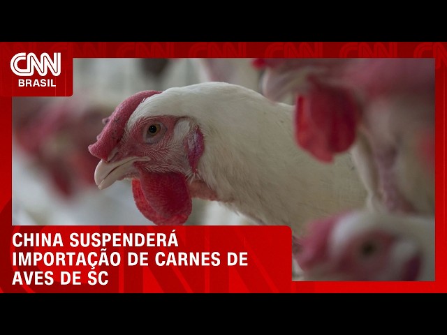 China confirma embargo a 14 exportadores de carnes de aves em SC | CNN AGRO NEWS