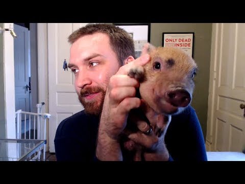 Why You Shouldn't Get a Mini Pig