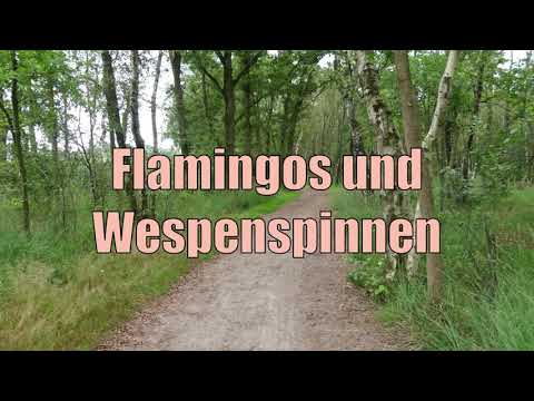 Flamingos und Wespenspinnen