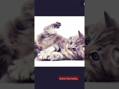 cat  😸🐈 😺 #shorts 😺 🤟#share