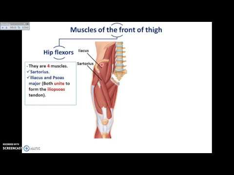 Overview of Lower Limb (2) - Fascia Lata and muscles of front of thigh - Dr. Ahmed Farid