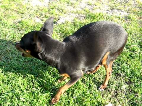 Få dage før Smilla skal føde