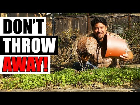 How To Grow Rosemary From Cuttings Two Ways BOTH Easy