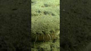 බලන්නකො එයාගේ හැටි 😯|#Shorts