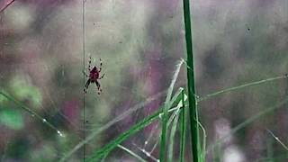 Cale Hawkins - Origami (Official Video)