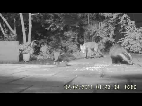 Grumpy badger is fed up with noisy fox cubs