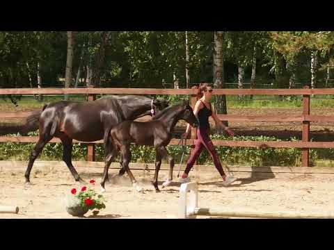 Total Mclaren x Sir Donnerhall, Colt 2021