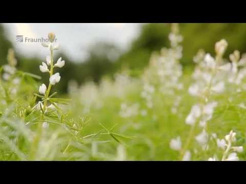 Superfood Lupinen: Süßlupine als Ersatz für tierische Produkte?