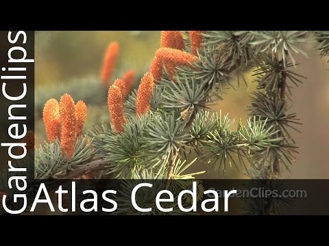 download lagu mp3 mp4 While Weeping Atlas Cedars, download lagu While Weeping Atlas Cedars gratis, unduh video klip While Weeping Atlas Cedars
