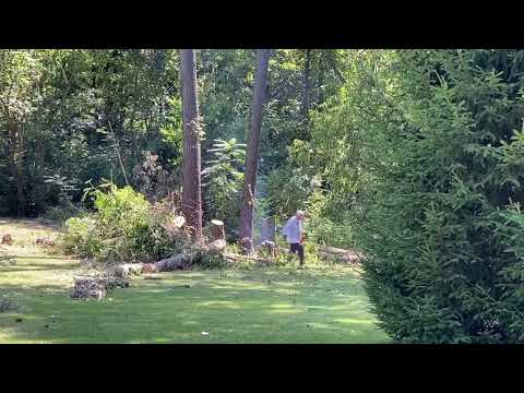 Paul Felling a Tall Tree | 09-04-23