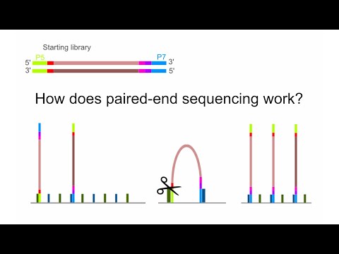 NGS How does paired end sequencing work?