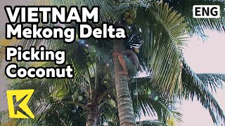 【K】Vietnam Travel-Mekong Delta[베트남 여행-메콩델타]코코넛 따는 할아버지/Picking Coconut/Old man/River