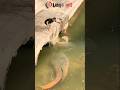 Sempat Mengamuk ️akhirnya Ikan Monster Ini Berhasil Di Tangkap Fish Amazing Shorts