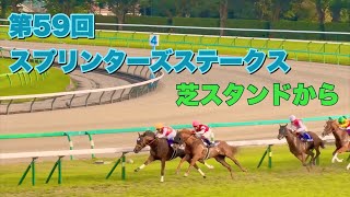 スプリンターズステークス2025 芝スタンド