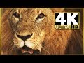 Sample 4k UHD (Ultra HD) video download - looks ...