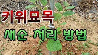 [텃밭농부. 1,013]  키위묘목 심어서  새순 나온것 선택 및 처리방법