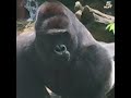 Archives Harambe The Gorilla Shot Dead When Child Falls Into Enclosure