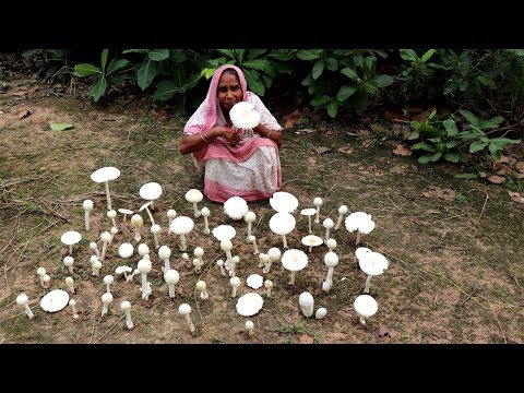 Finding Natural Mushroom and Cooking by our Grandmother | Wild Mushroom Recipe | Village Food Video