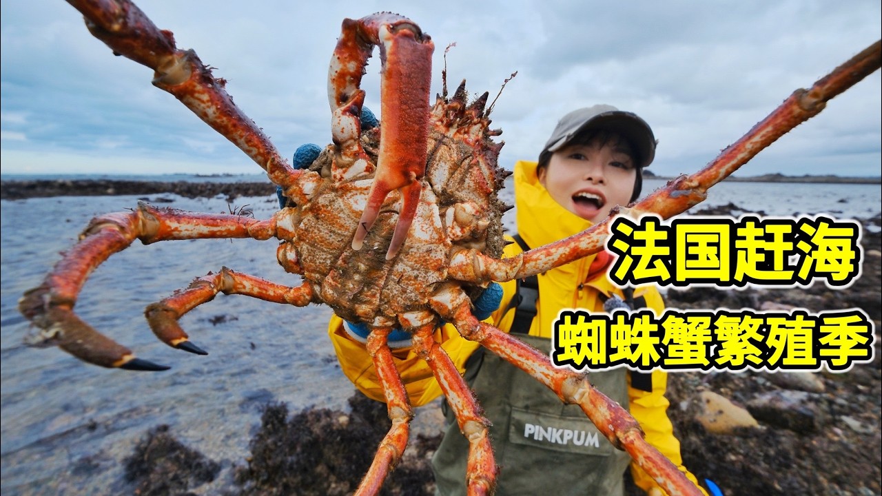 法国赶海遇蜘蛛蟹繁殖，徒手能抓十几只，浸油膏蟹鲜美！| 法国 | 赶海 | 螃蟹 | 龙虾 | 蜘蛛蟹 | 鲍鱼 |